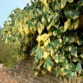 Klimop'Dentata Variegata' - Hedera colchica dentata variegata - Willemse