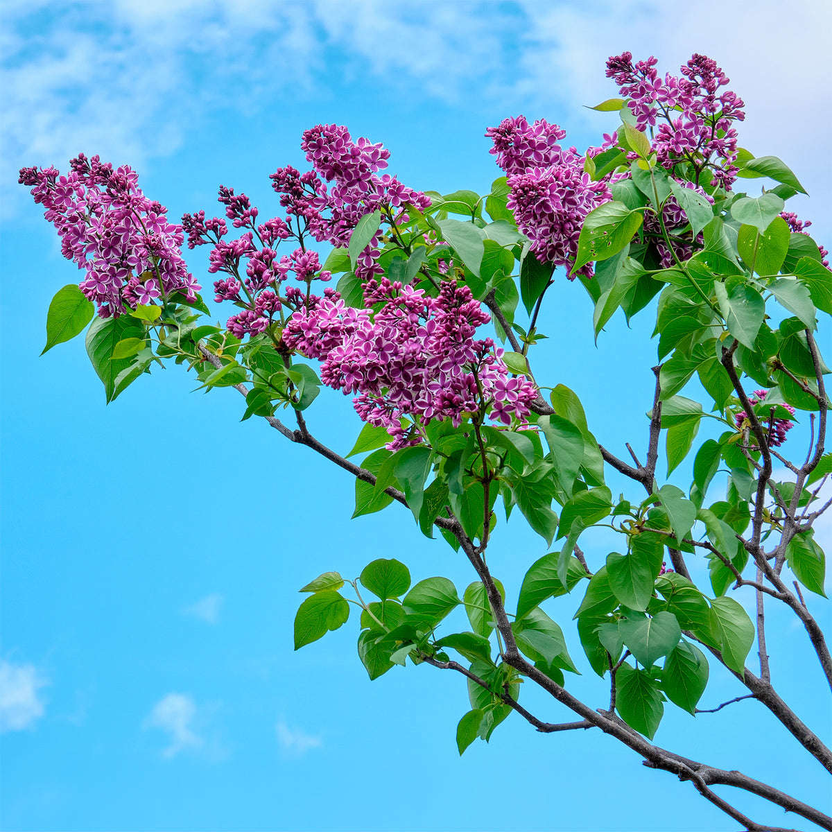 Verkoop Sering 'Sensation' - Syringa vulgaris sensation