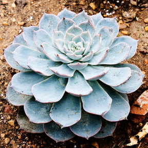 Echeveria Pearl van Neurenberg - Echeveria Pearl Von Nuernberg - Willemse