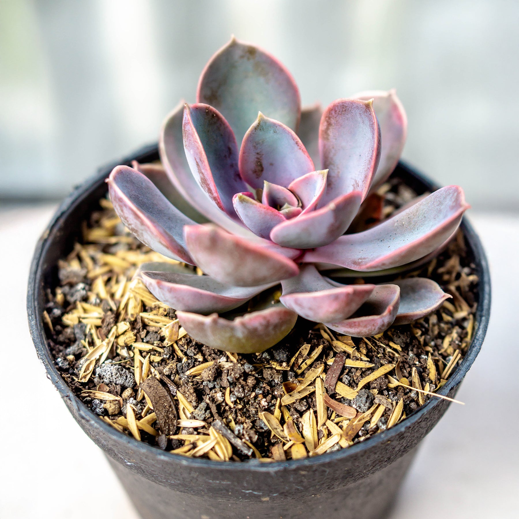 Echeveria Pearl van Neurenberg