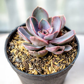 Echeveria Pearl van Neurenberg