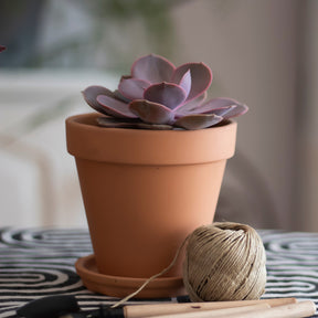 Echeveria Pearl van Neurenberg