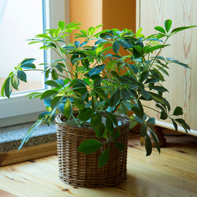 Vingerplant - Schefflera arboricola - Willemse