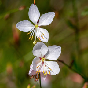 Gaura lindheimeri Whirling Butterflies - Prachtkaars 'Whirling Butterflies' - Gaura