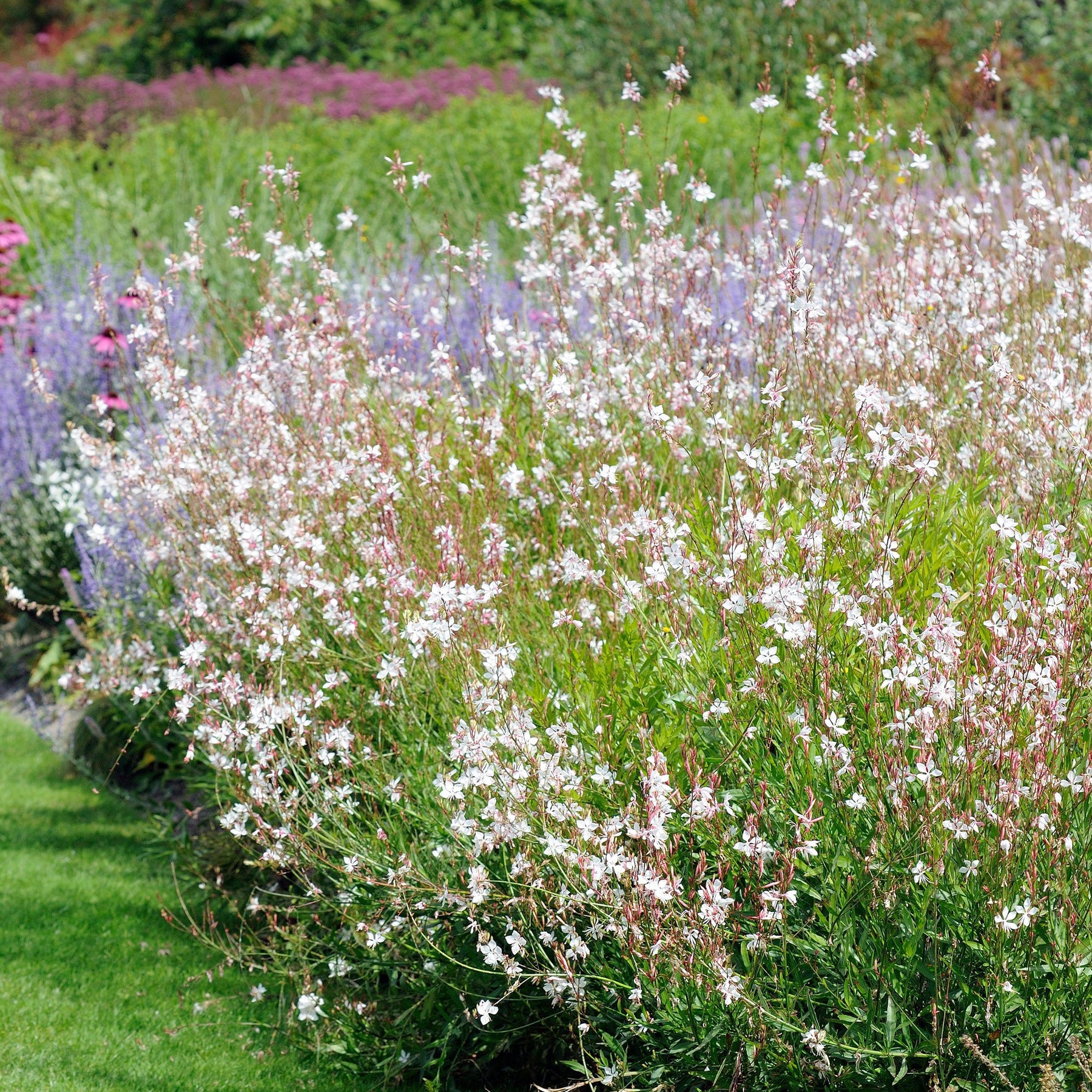 Deschampsia cespitosa, Gaura lindheimeri, Nepeta faassenii, Perovskia atriplicifolia, Echinacea pallida                 - 5 vaste planten voor zonnige border - Bloeiende vaste planten
