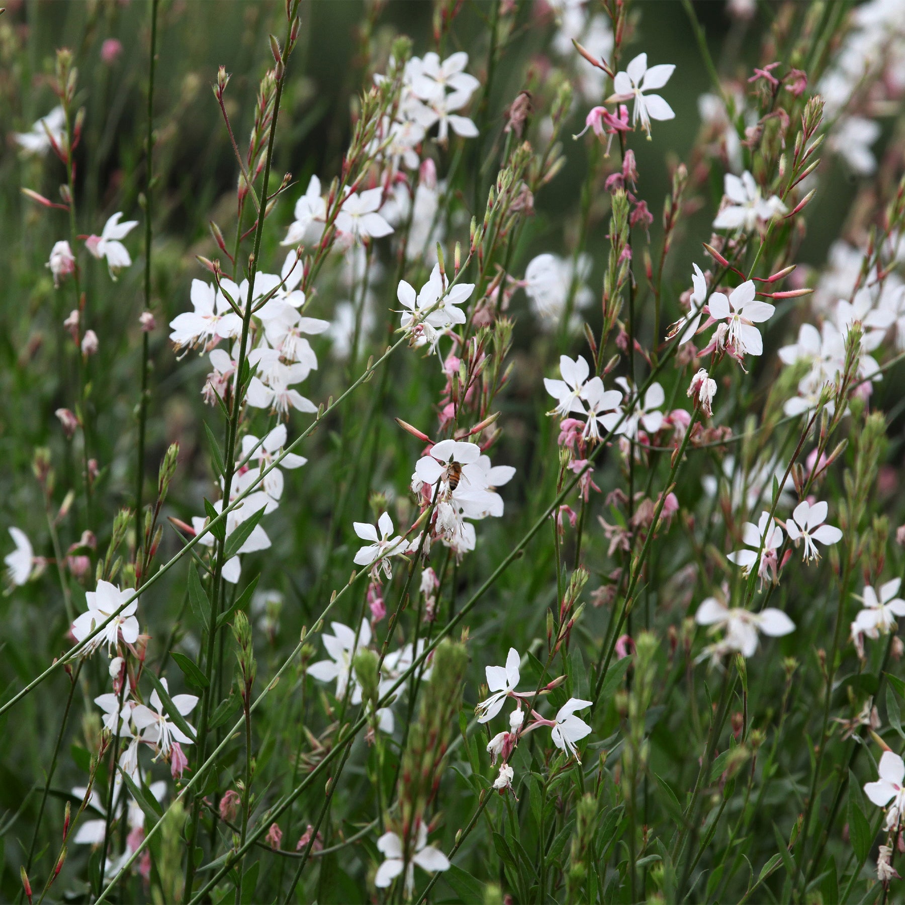 Gaura - Prachtkaars 'Whirling Butterflies' - Gaura lindheimeri Whirling Butterflies