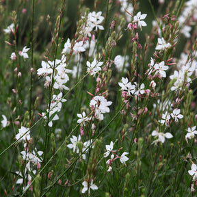 Gaura - Prachtkaars 'Whirling Butterflies' - Gaura lindheimeri Whirling Butterflies