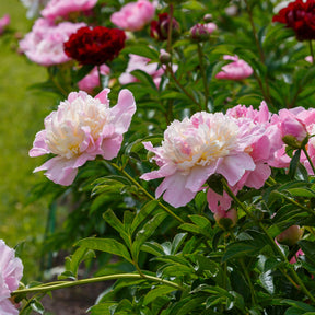 Pioenrozen - Pioenroos 'Sundae' - Paeonia lactiflora Raspberry Sundae