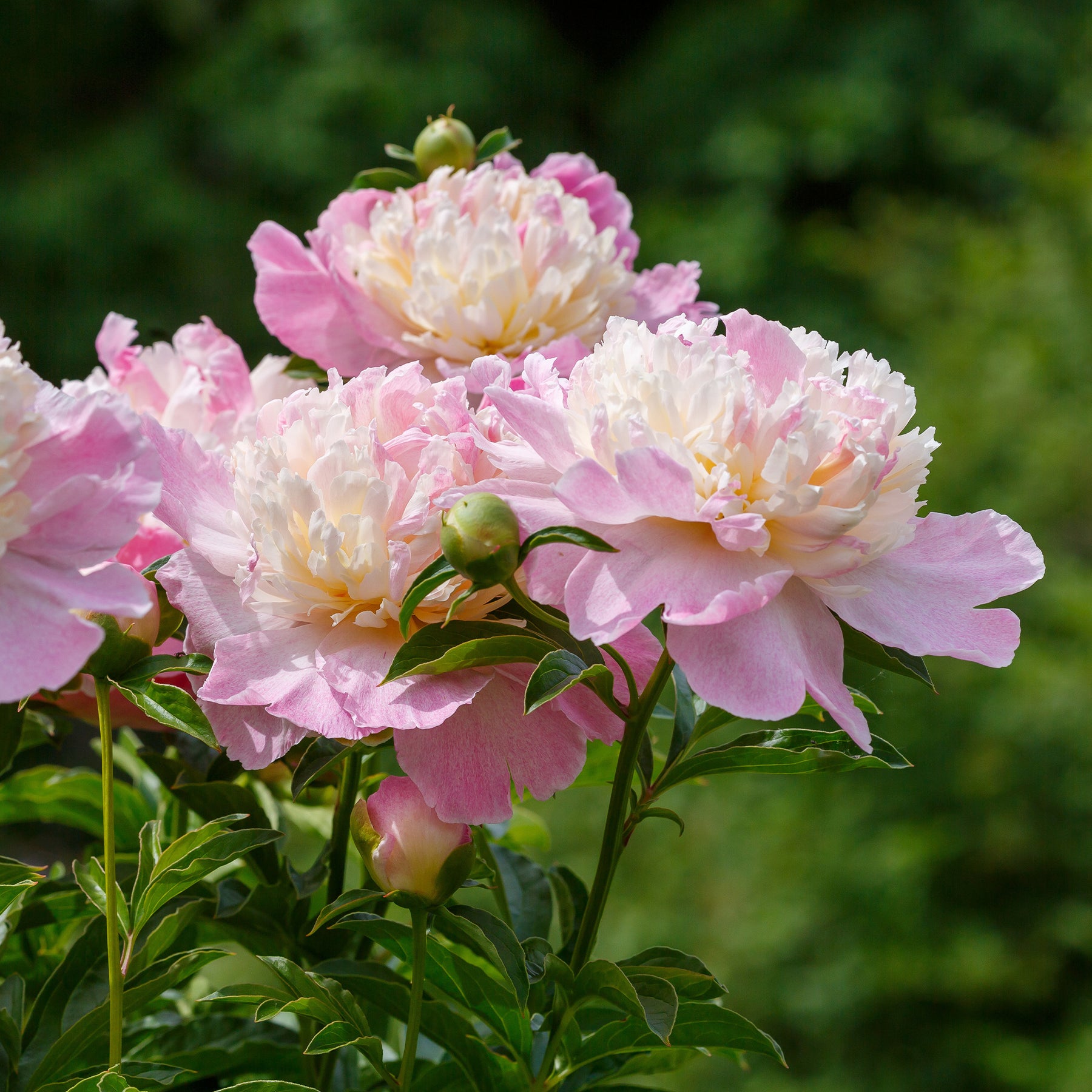 Pioenroos 'Sundae' - Paeonia lactiflora Raspberry Sundae - Willemse