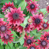 Zonnehoed 'Cherry Brandy' (x2) - Echinacea hirta cherry brandy - Willemse