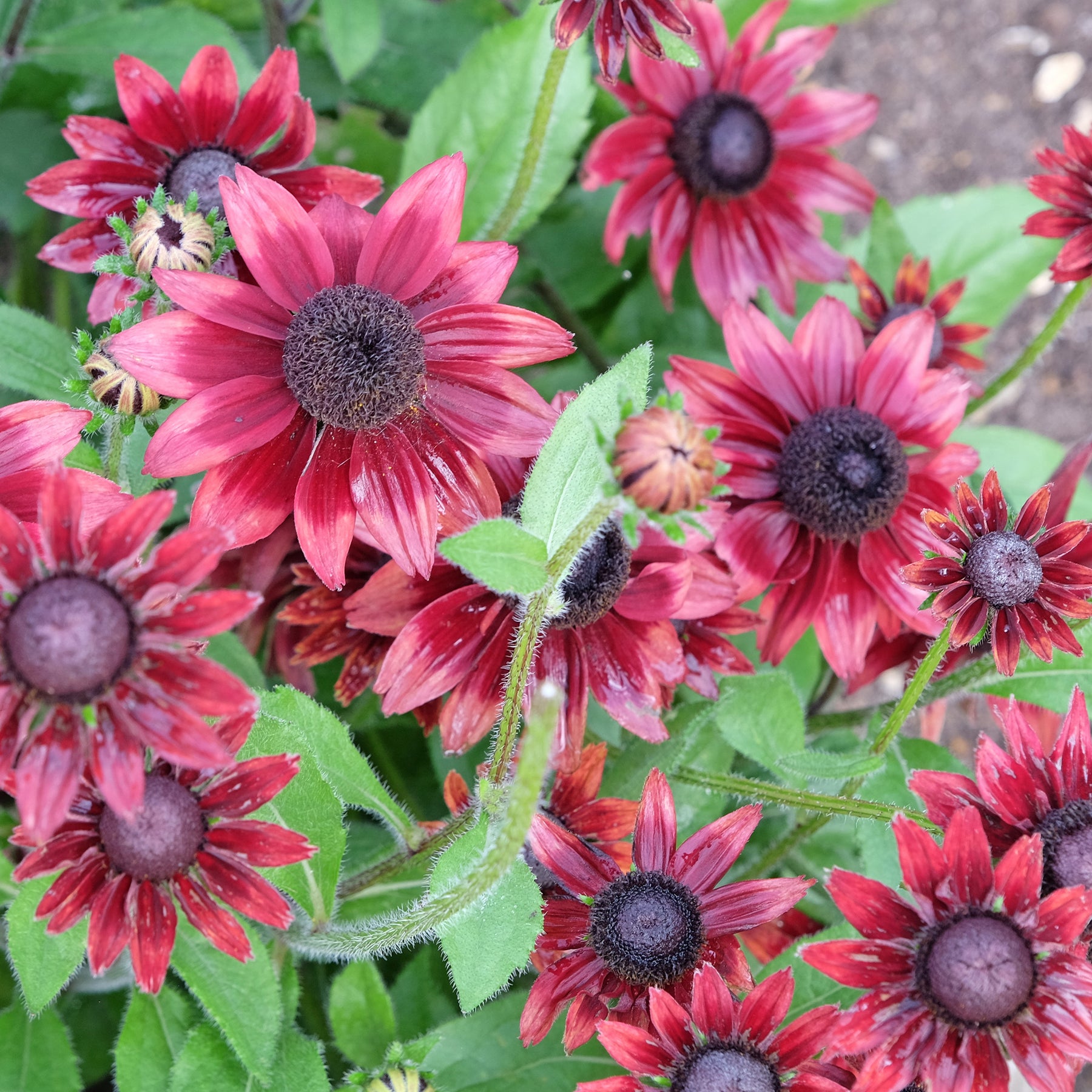 Zonnehoed 'Cherry Brandy' (x2) - Echinacea hirta cherry brandy - Willemse