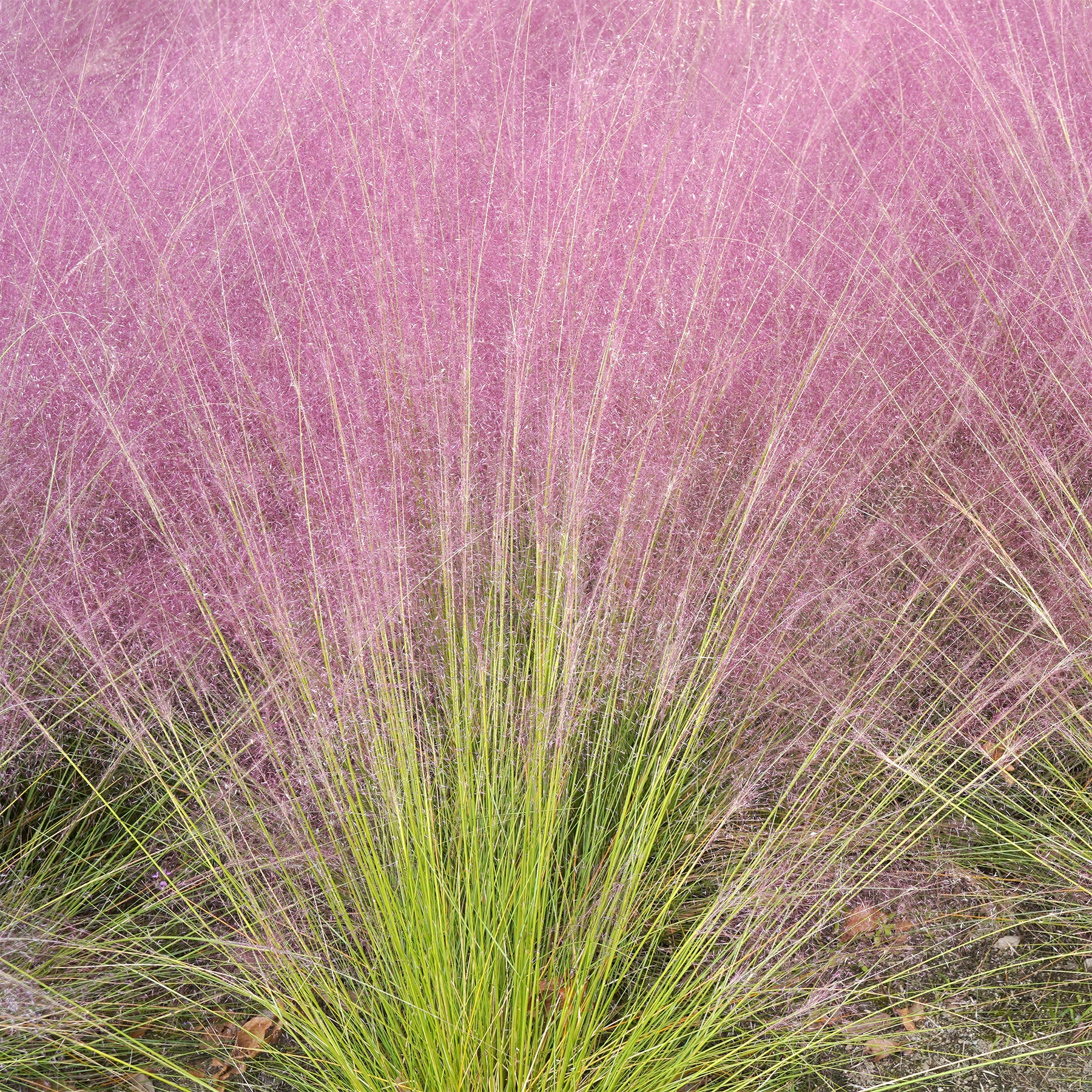 Vaste planten - Muhlenbergia - roze (x2) - Muhlenbergia capillaris