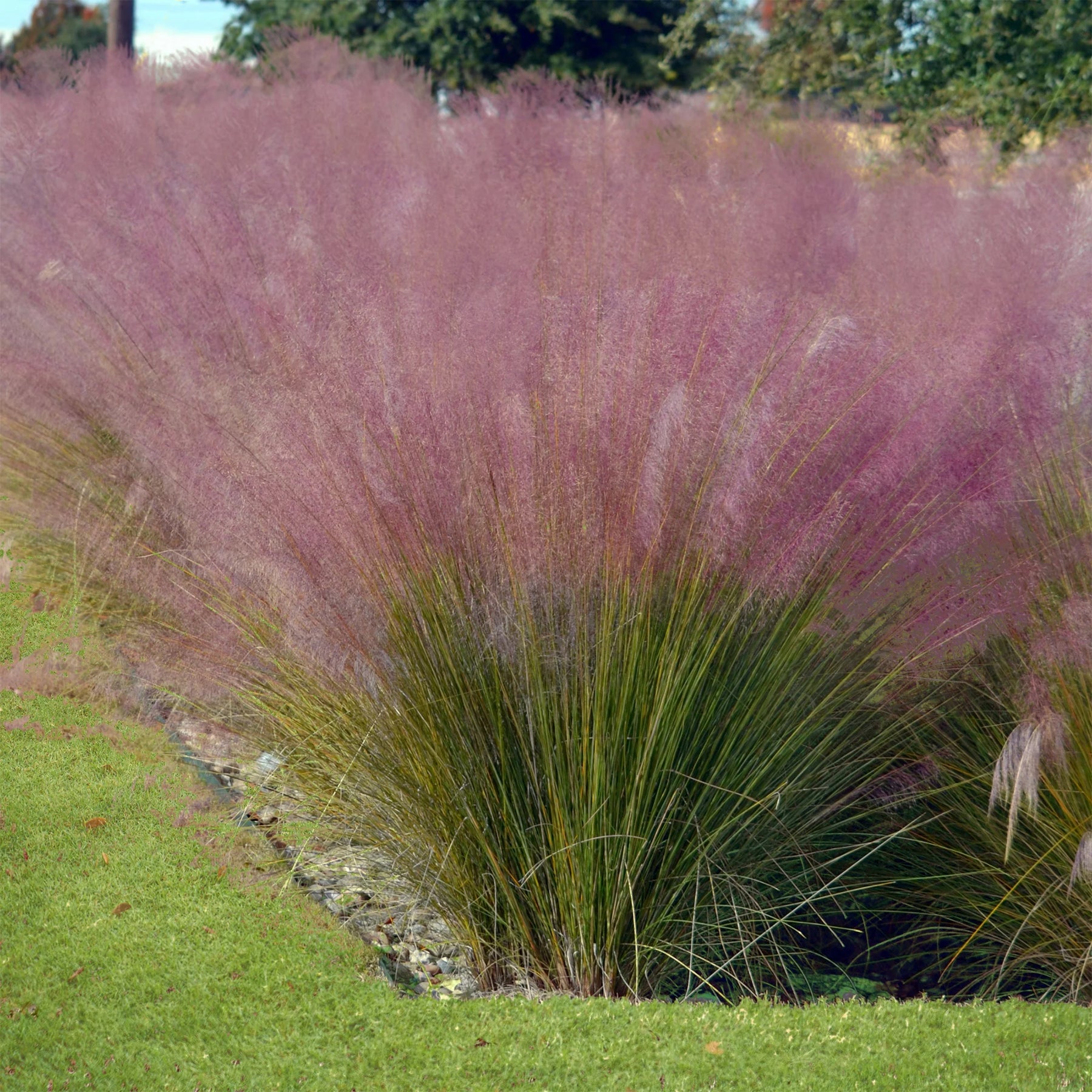 4 decoratieve siergrassen - Muhlenbergia capillaris, Stipa tenuissima - Willemse