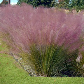 4 decoratieve siergrassen - Muhlenbergia capillaris, Stipa tenuissima - Willemse