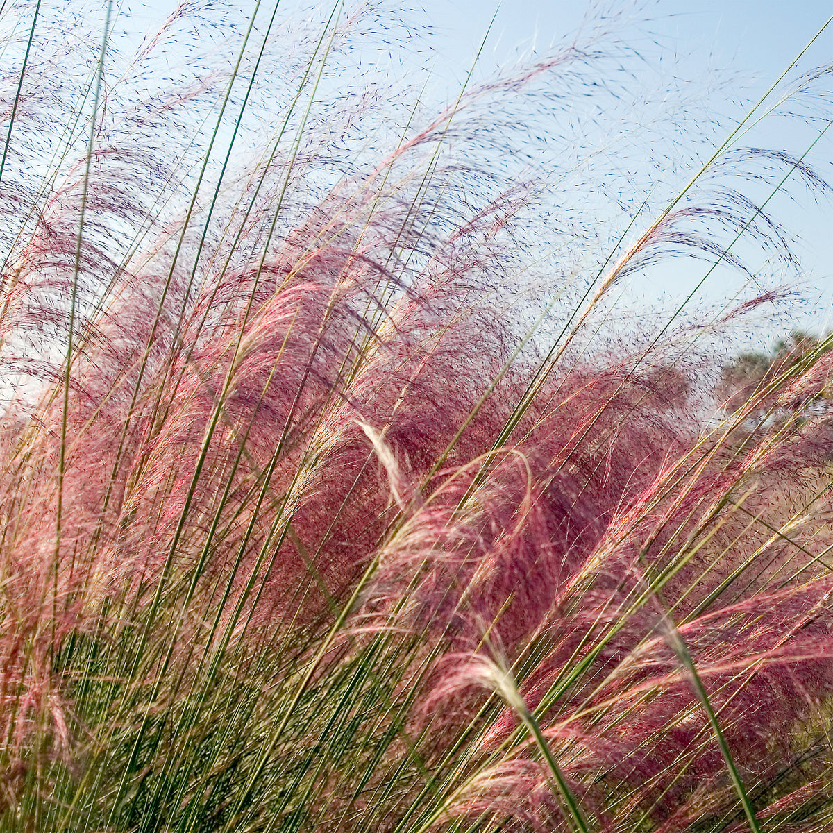 Muhlenbergia - roze (x2) - Willemse
