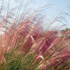 Muhlenbergia - roze (x2) - Willemse