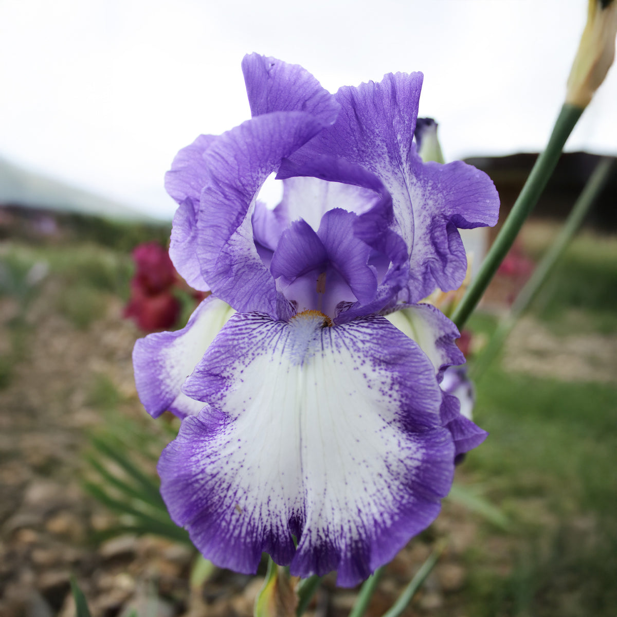 Baardiris 'On Edge' (x2) - Iris germanica on edge - Willemse