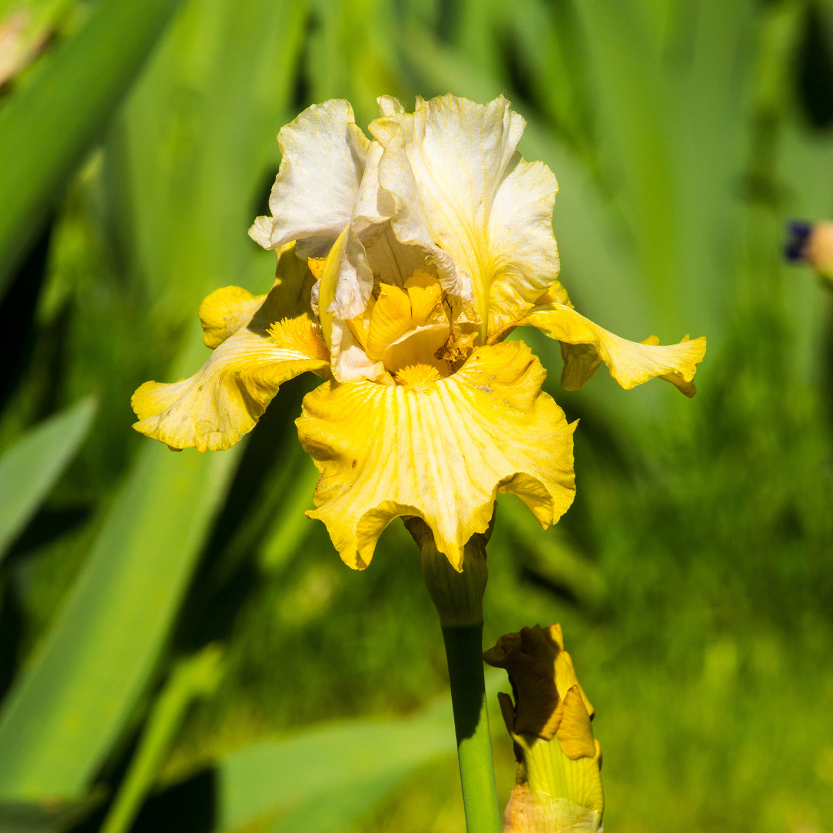 Baardiris 'Sangreal' (x2) - Iris germanica sangreal - Willemse
