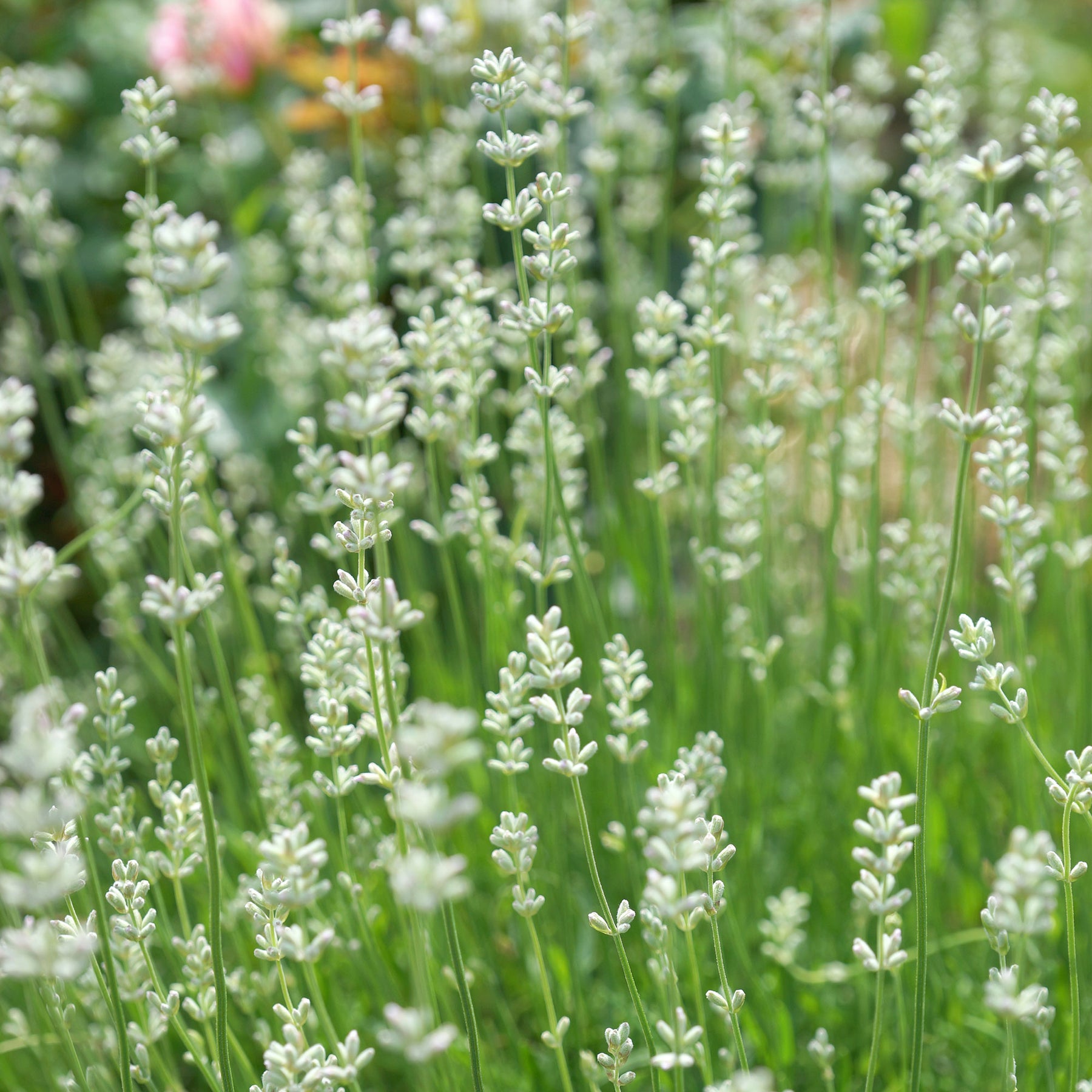 Lavendel 'Alba' (x2) - Willemse
