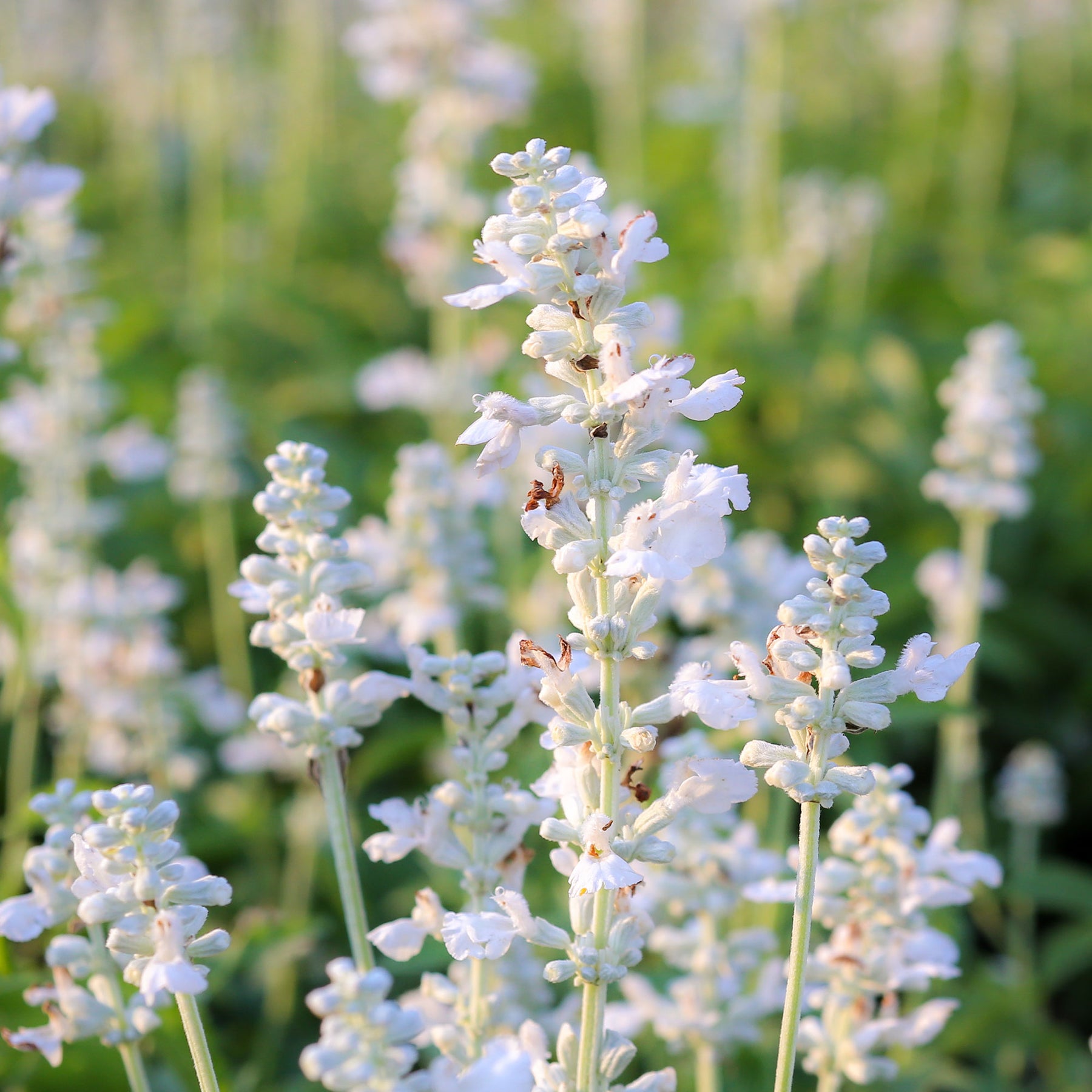 Lavendel - Lavendel 'Alba' (x2) - Lavandula angustifolia alba