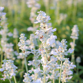 Lavendel - Lavendel 'Alba' (x2) - Lavandula angustifolia alba