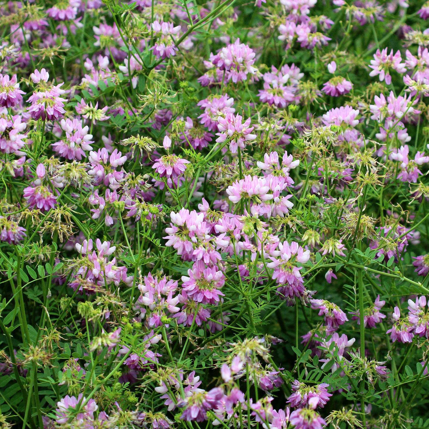 Bont kroonkruid (x2) - Coronilla varia - Willemse