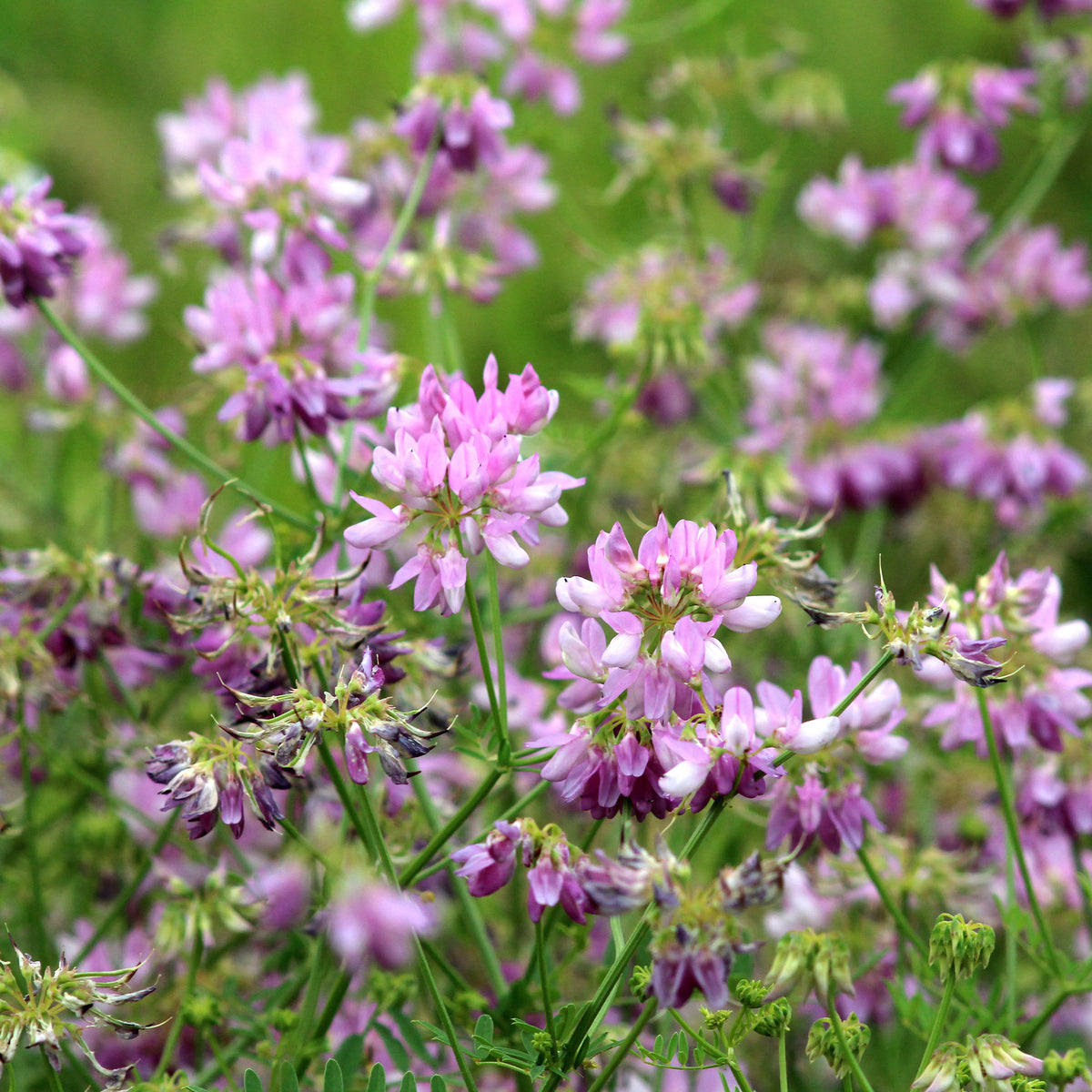 Bont kroonkruid (x2) - Willemse