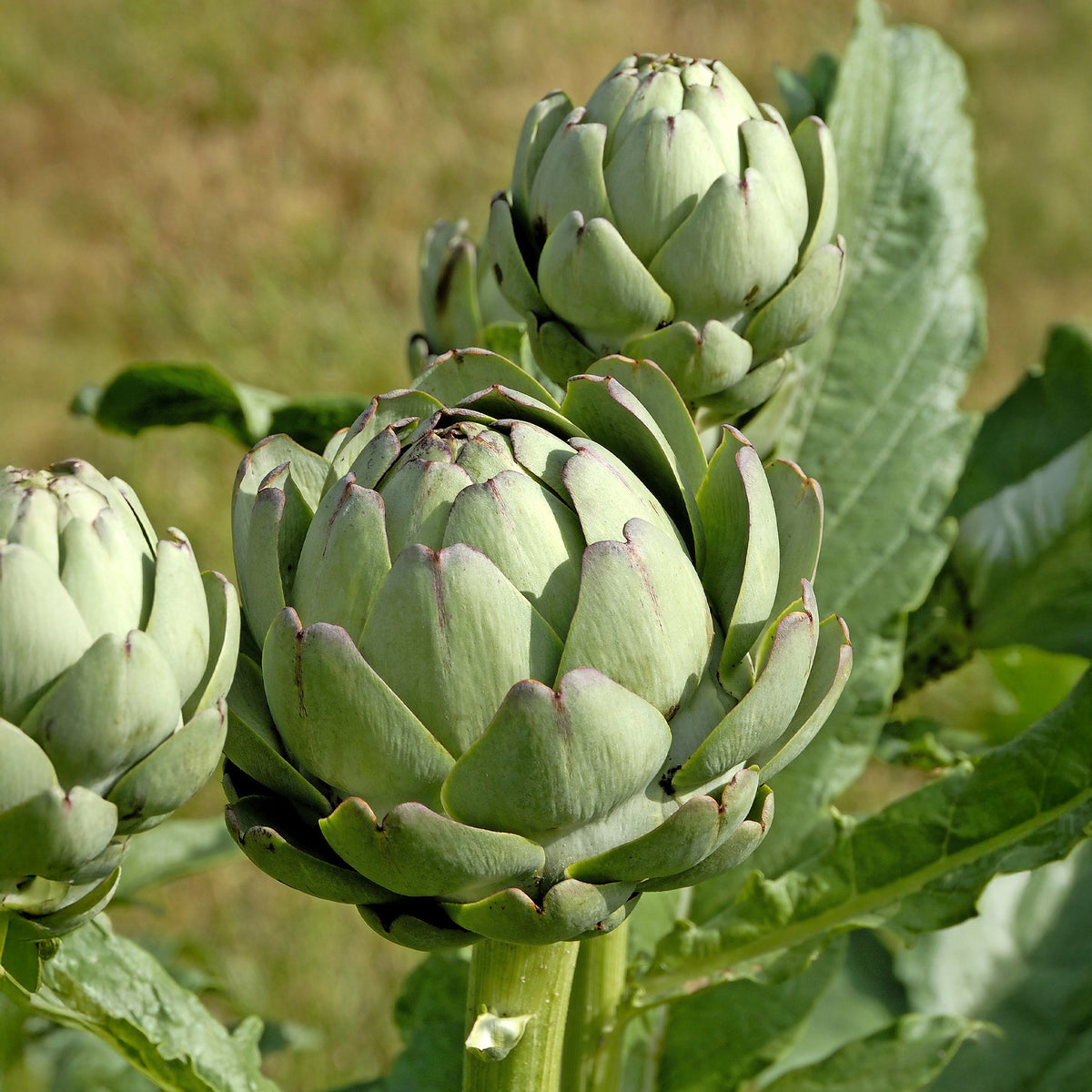 Artisjok 'Laon' - Cynara scolynus Vert de Laon - Willemse