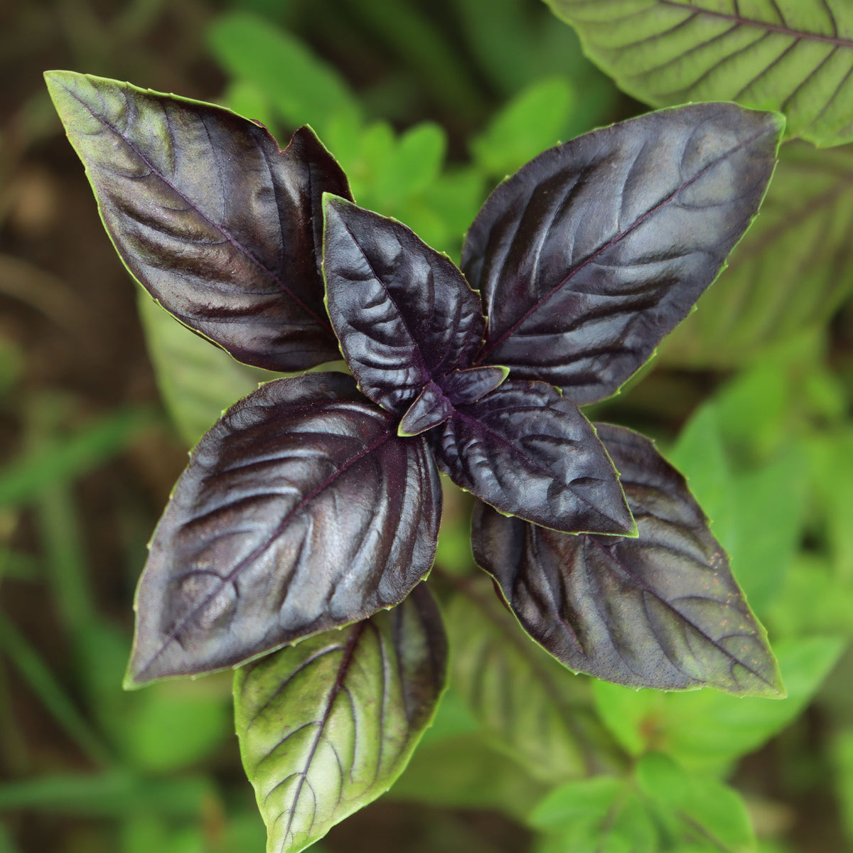 Basilicum - Rode basilicum - Ocimum basilicum purpurascens
