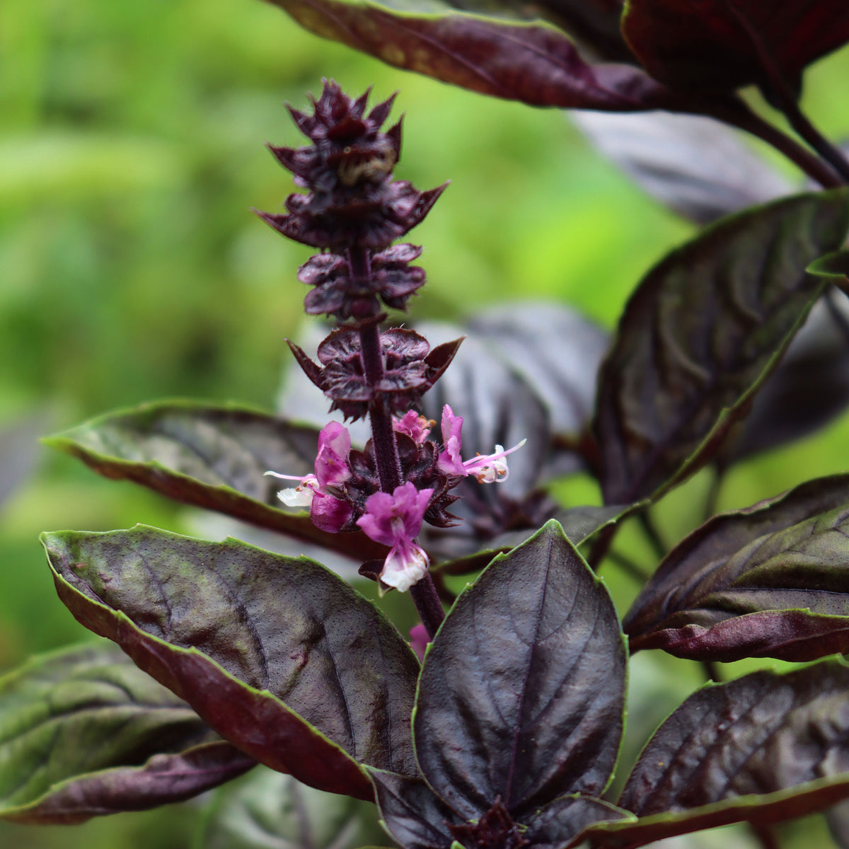 Ocimum basilicum purpurascens - Rode basilicum - Basilicum