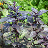 Verkoop Rode basilicum - Ocimum basilicum purpurascens