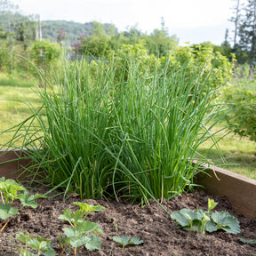 Bieslook - Allium schoenoprasum - Willemse
