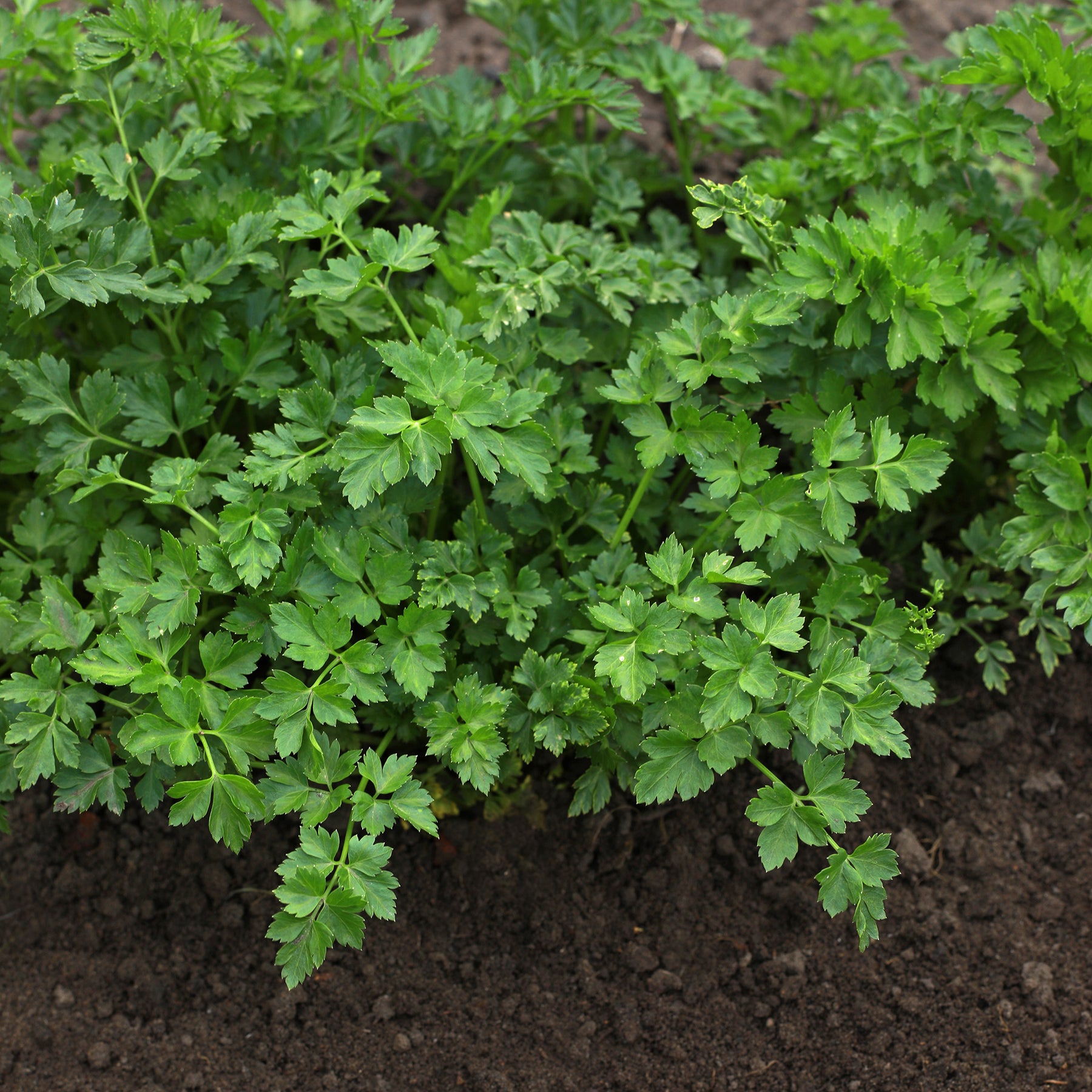 Peterselie - Gewone peterselie - Petroselinum crispum