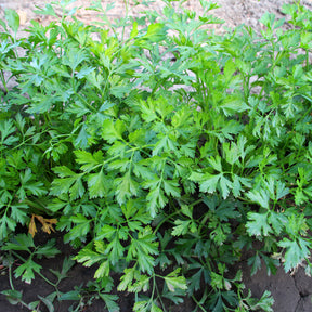 Verkoop Gewone peterselie - Petroselinum crispum