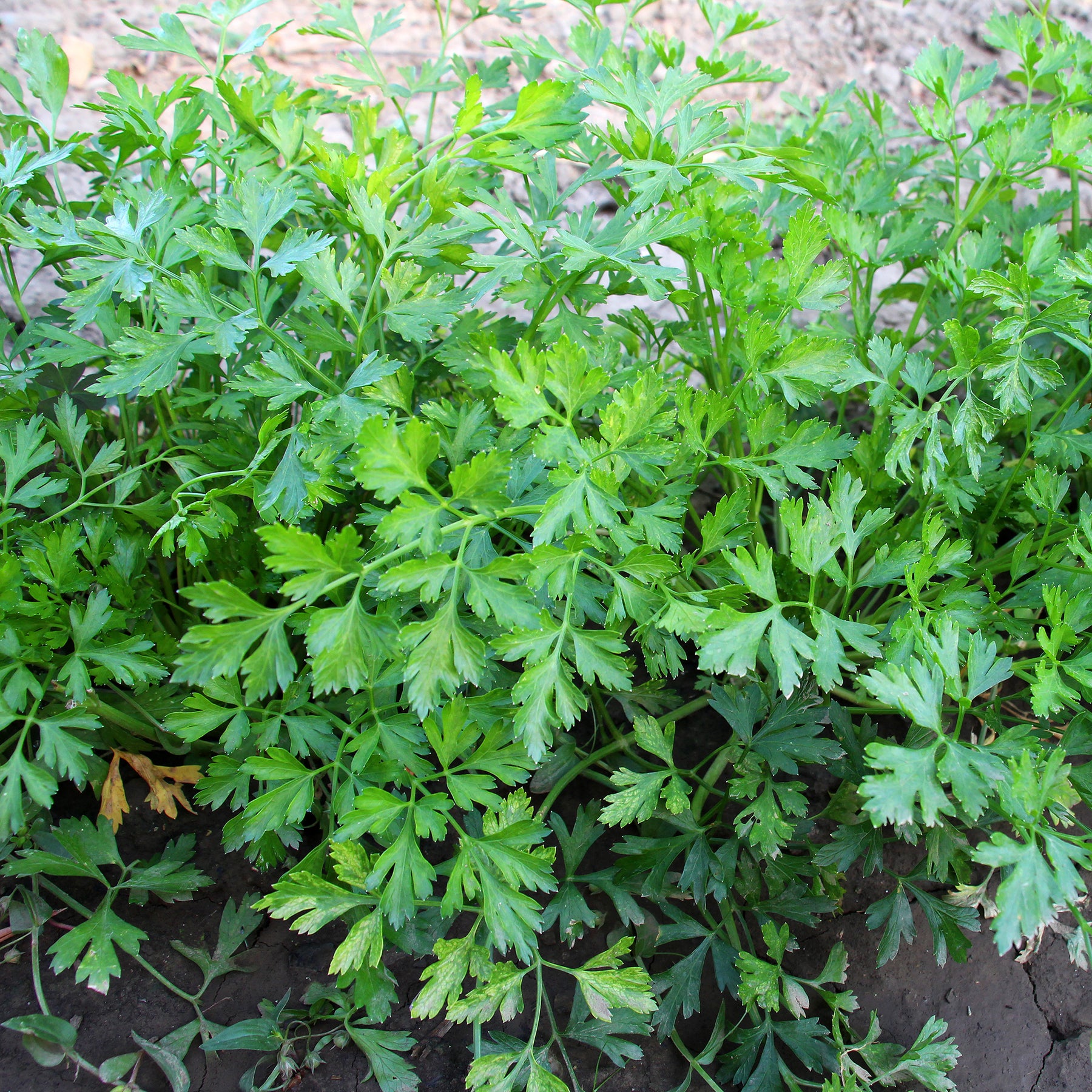 Verkoop Gewone peterselie - Petroselinum crispum
