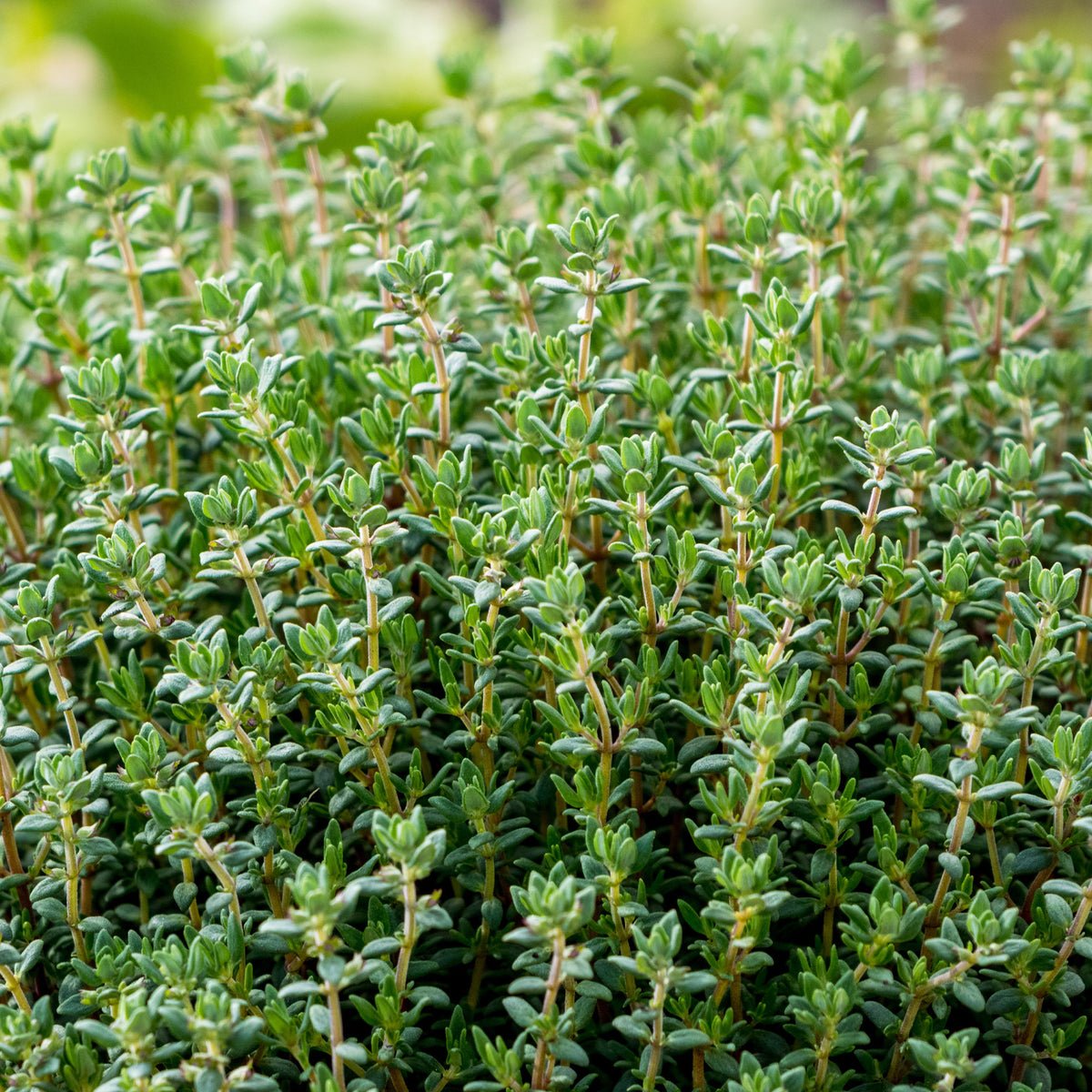 Echte tijm - Willemse