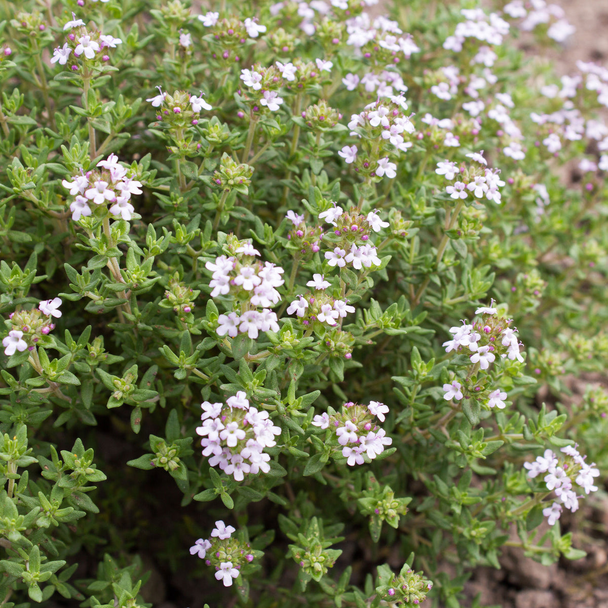 Echte tijm - Thymus vulgaris - Willemse