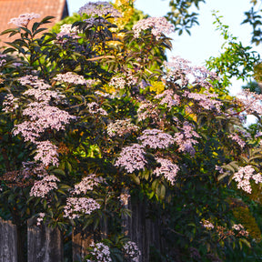 Vlier 'Thundercloud' - Sambucus nigra Thundercloud - Willemse