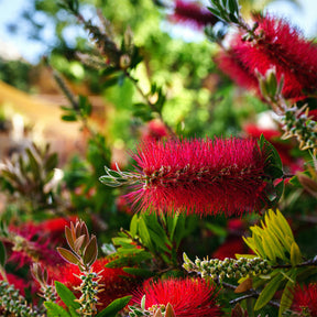 Verkoop Lampepoetserplant - Callistemon laevis