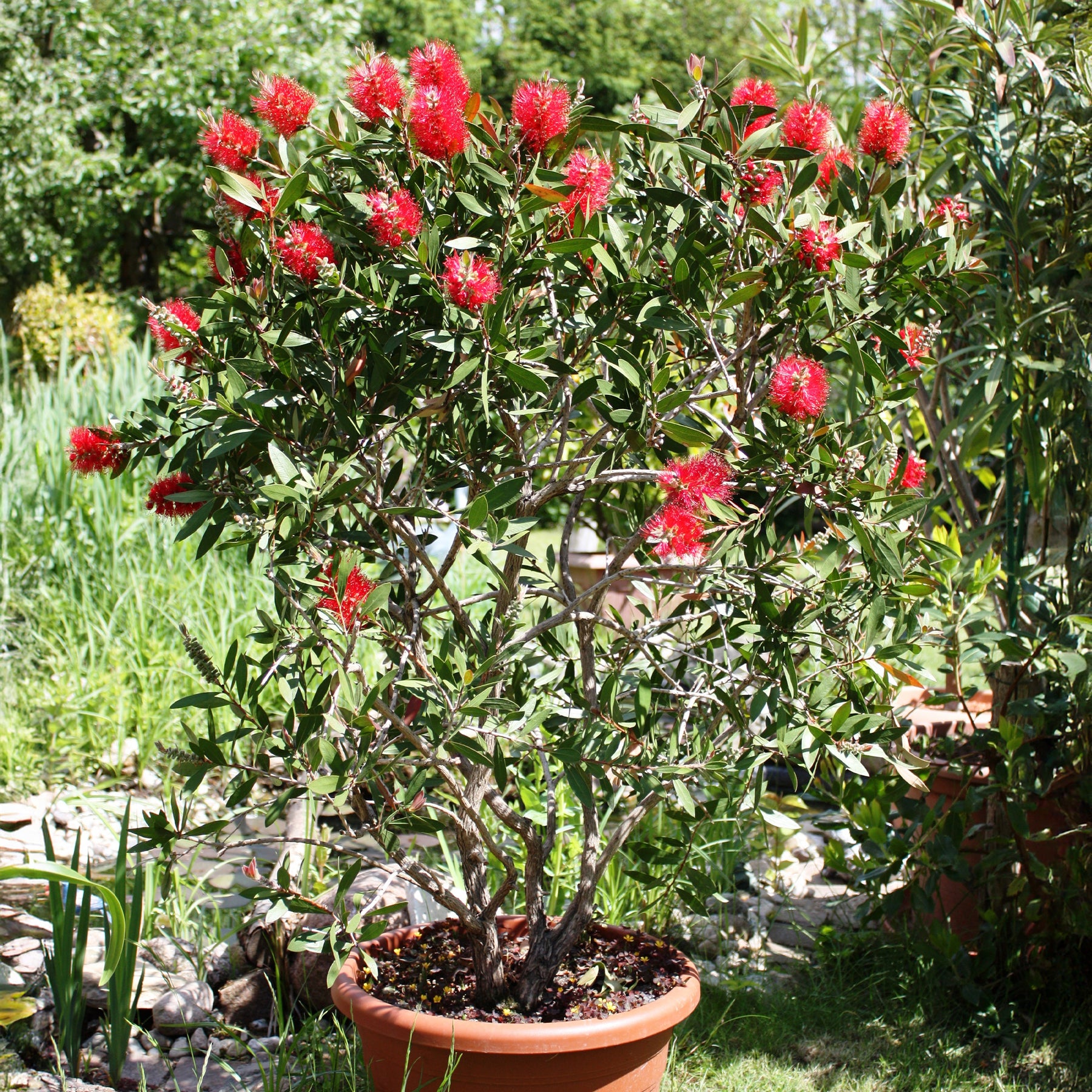 Lampepoetserplant - Willemse