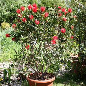Lampepoetserplant - Willemse