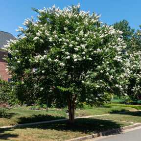 Indische sering - wit - Willemse