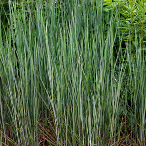 Vingergras 'Heavy Metal' (x3) - Panicum virgatum heavy metal - Willemse