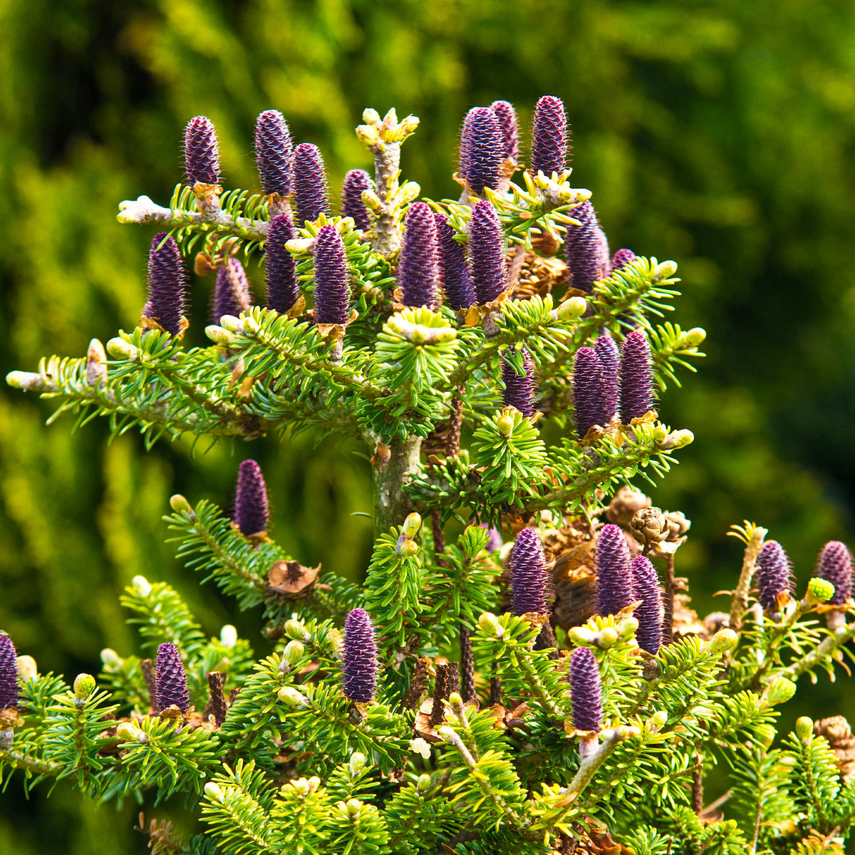 Koreaanse spar - Willemse