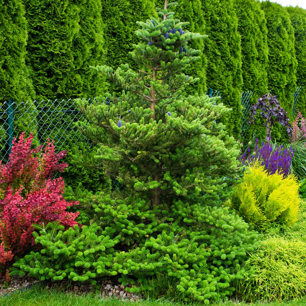 Koreaanse spar - Abies koreana - Willemse