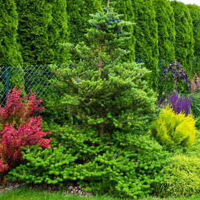 Koreaanse spar - Abies koreana - Willemse