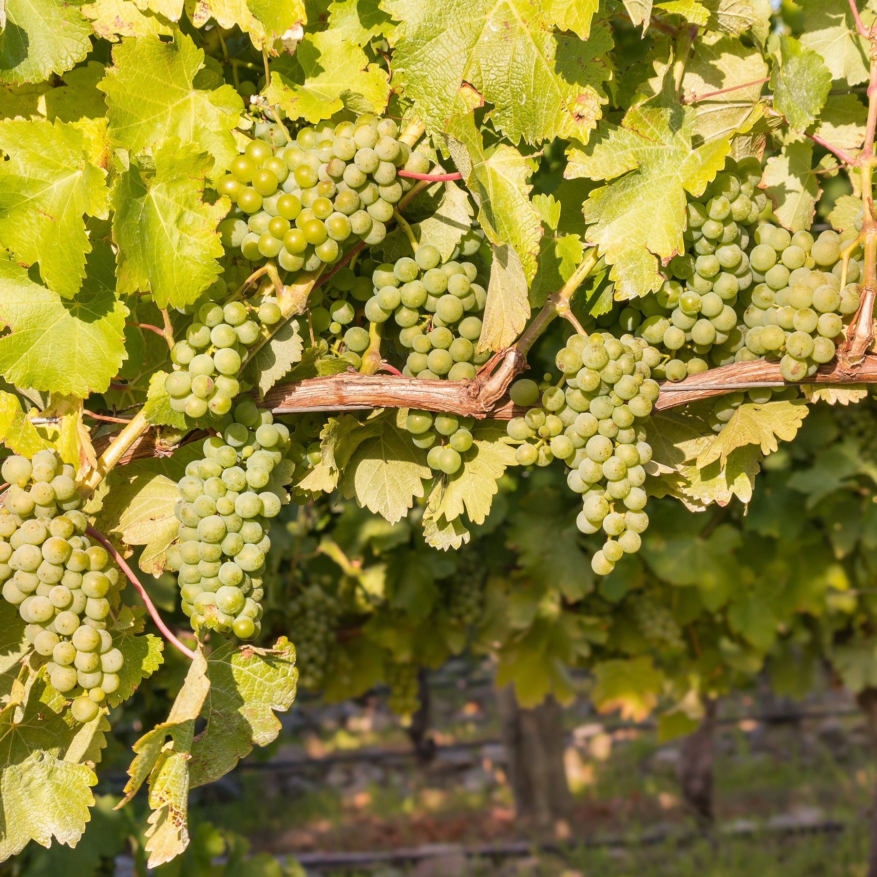 Druif 'Chardonnay' - Willemse