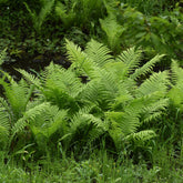 Struisvaren (x2) - Willemse