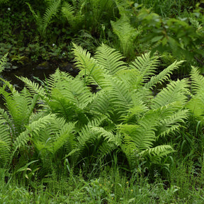 Struisvaren (x2) - Willemse