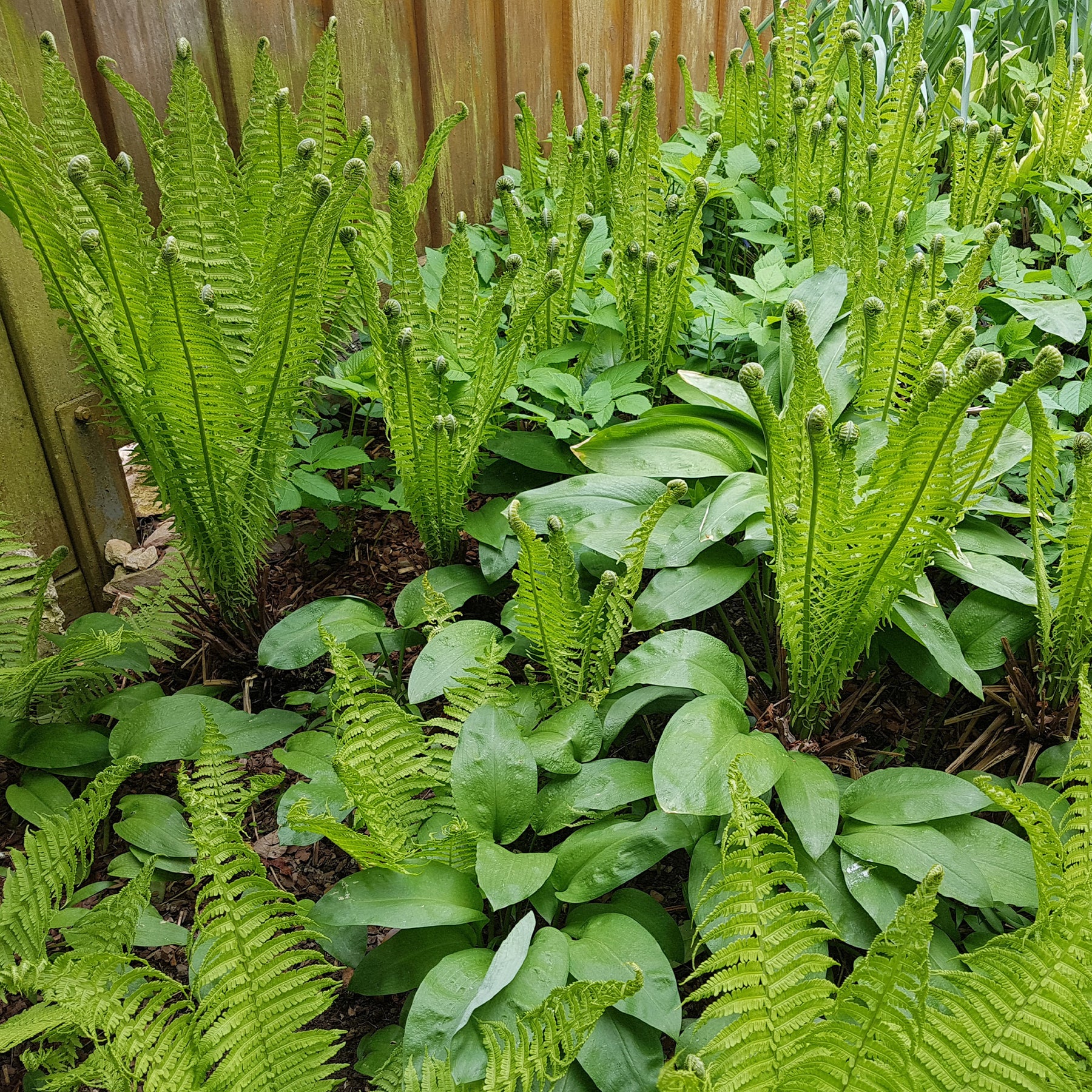 Struisvaren (x2) - Matteuccia struthiopteris - Willemse